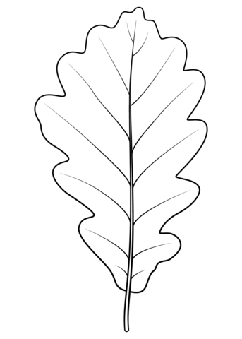 Sessile Oak Leaf Coloring Page